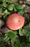 Suillus pictus, single half-grown mushroom.